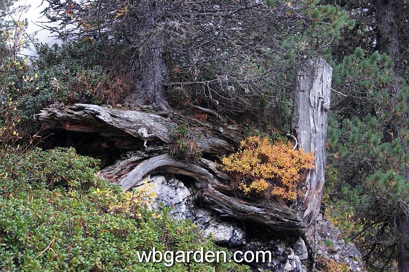 wbgarden alps 83.JPG